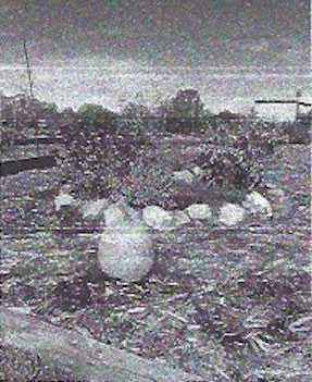 Carolyn Lewis Elementary mentioned in newspaper image of Carolyn Lewis Elementary mention in newspaper